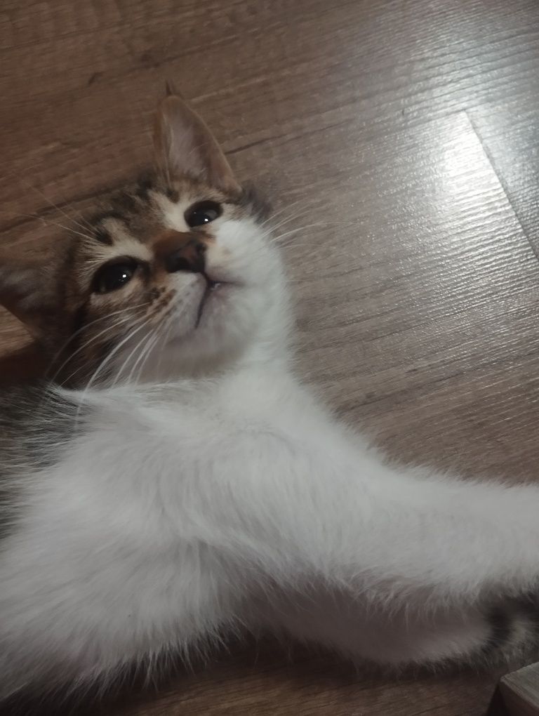 Котик Тема (3 мес)