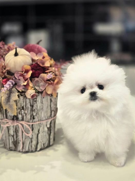 Pomeranian pedigree FCI - Top calitate
