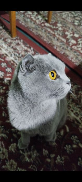 Продаётся,,Кошка,,, Британский Пепельный Чистокровный Каротка ушный Са