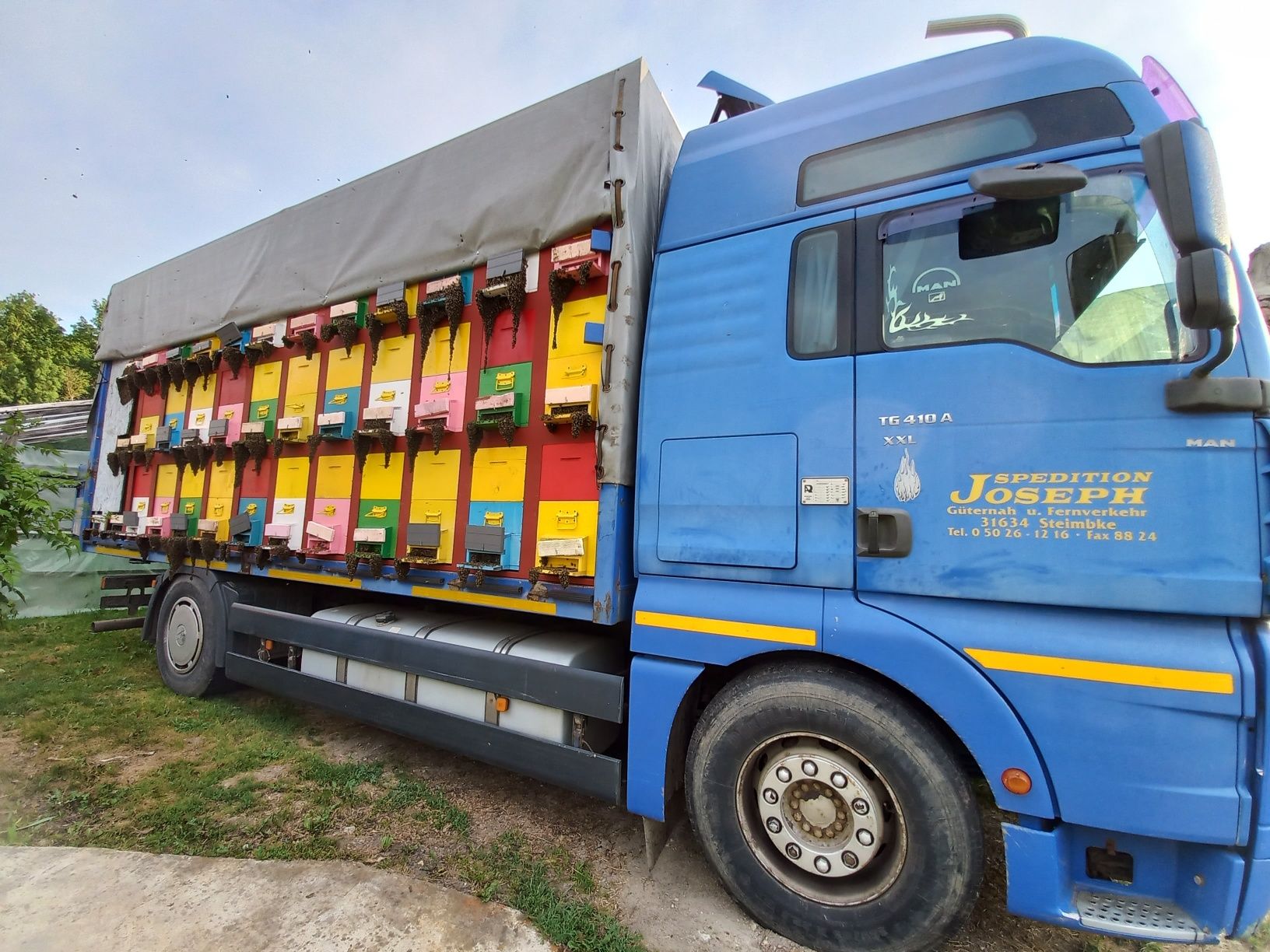 Camion apicol de vanzare MAN