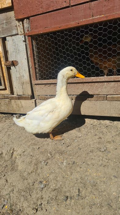 Schimb ratoi cu rata