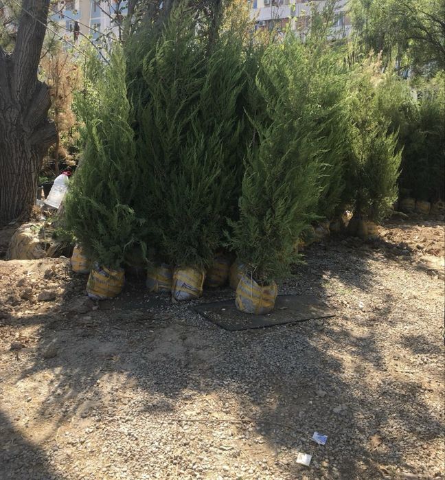 Majvenik archa sotiladi