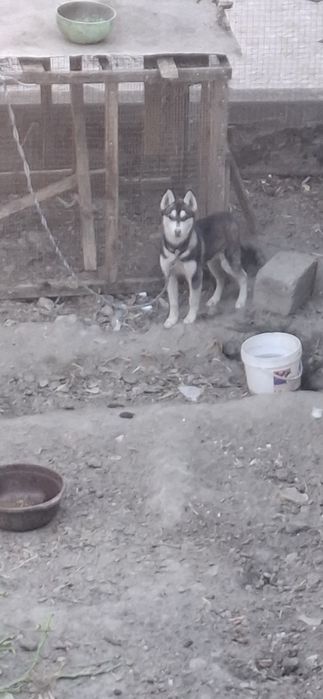 4 oylik xaski qiz