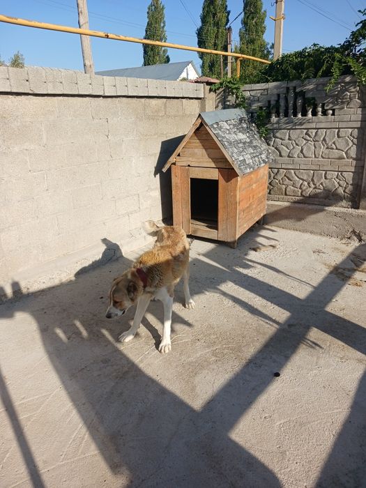 Алпбай ургашы сатылады будкасымен бирге