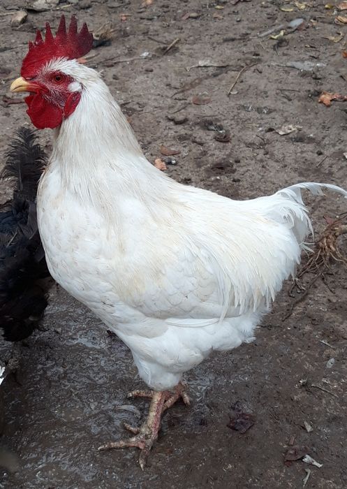 Жас әтештер сатылады