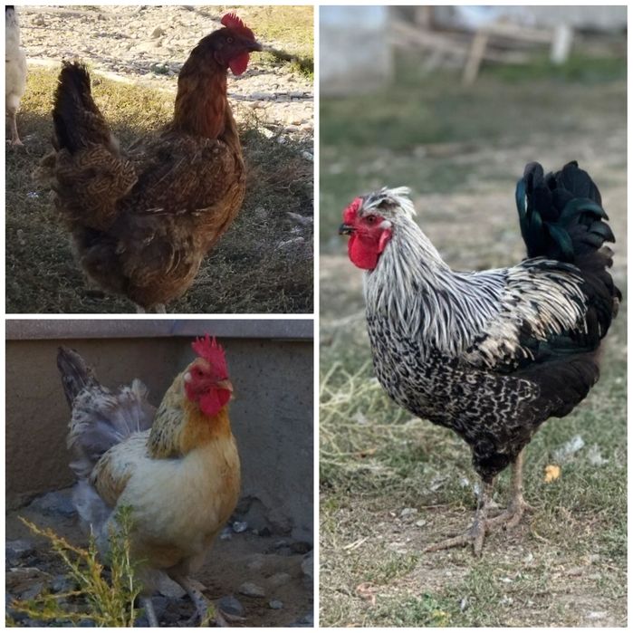 Екі тауық бір әтеш сатылады