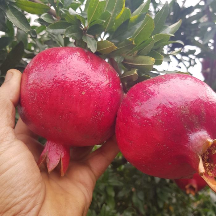 Rodie Acco anul 3 si 4 la ghiveci