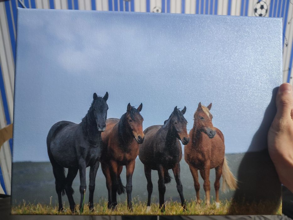 Картина лошади продаю не дорого