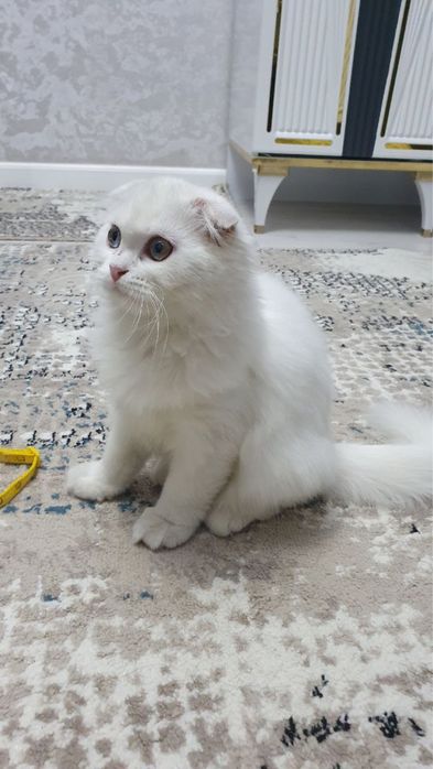 Mushuk sotiladi.Juda aqilli