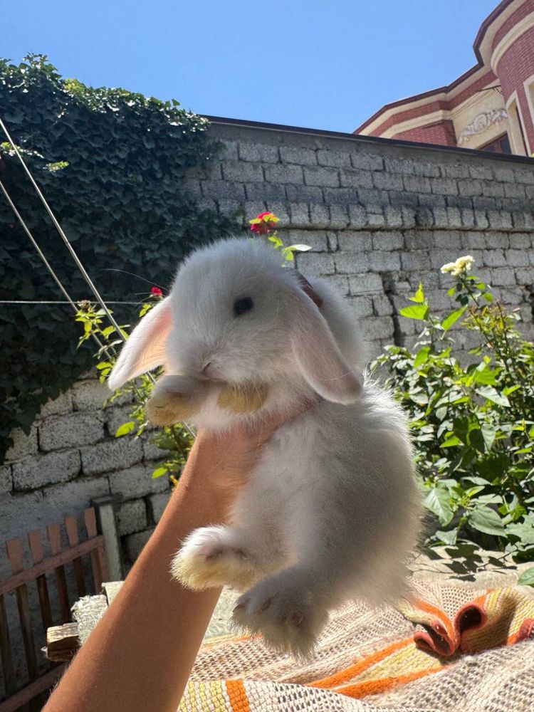 Срочно продам кролика