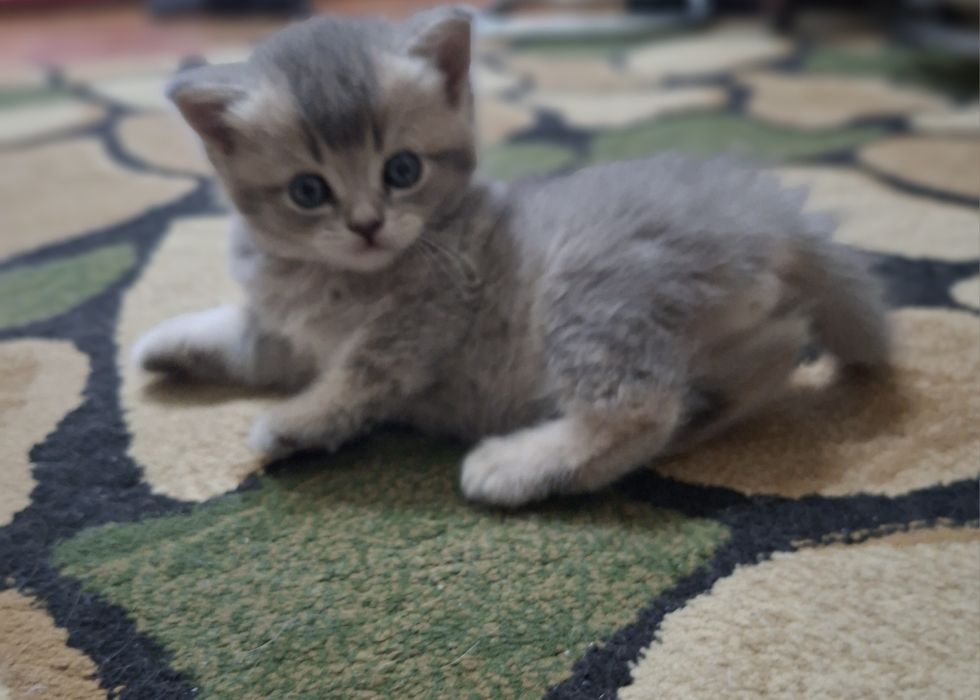 Кошки Скоттиш Страйт