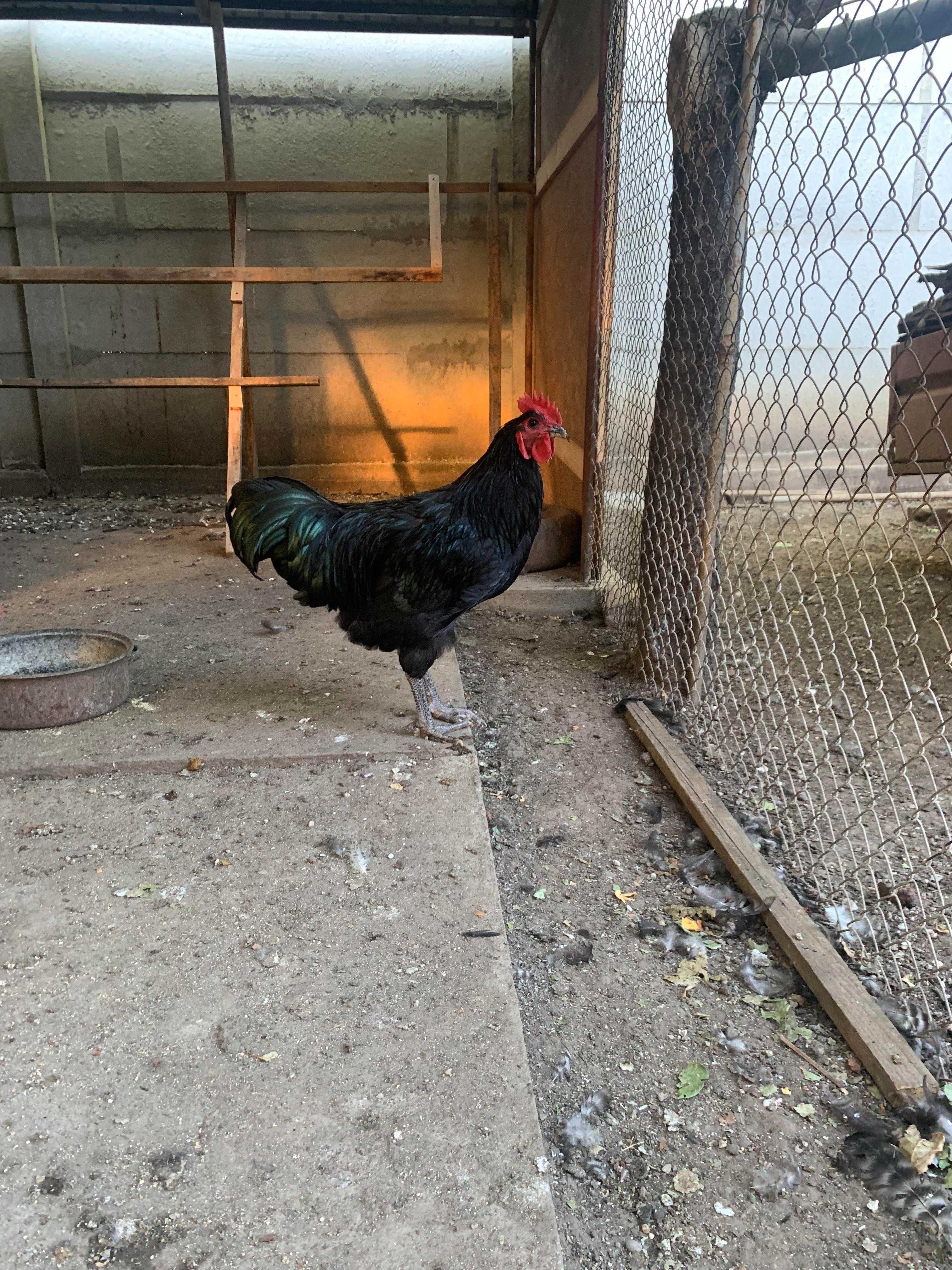 cocos AUSTRALORP 4,5 luni