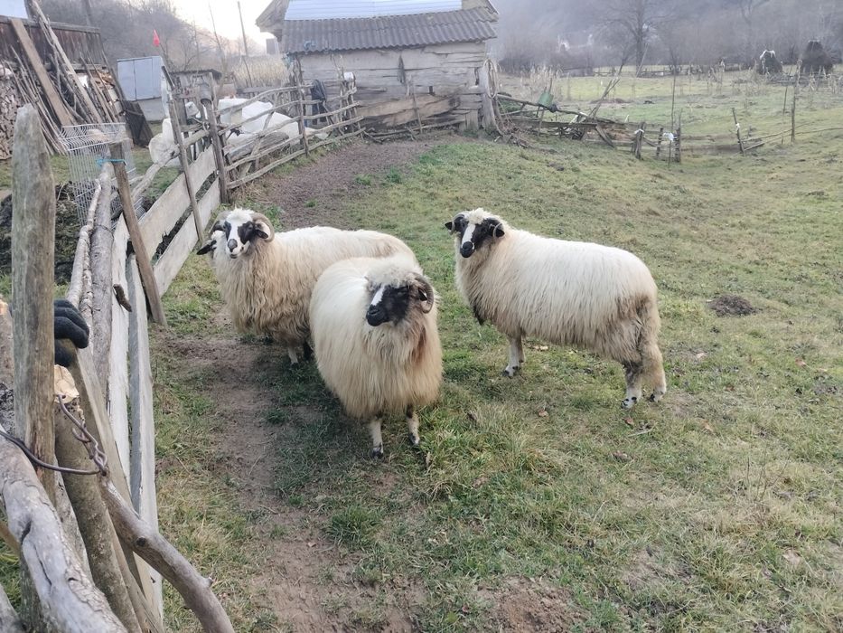 Trei oi și un berbec