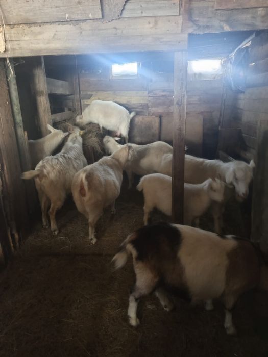 Продам Зааненских коз