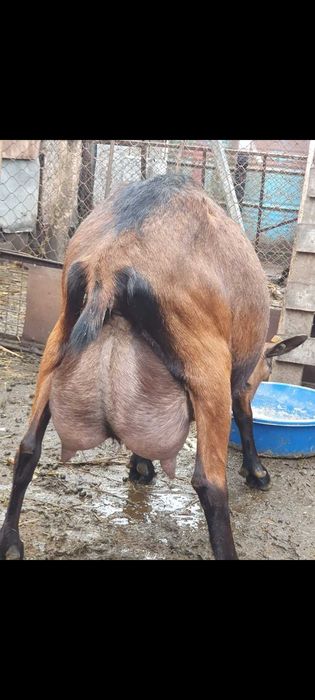 Oi rasa  Dorper , Capre Alpine