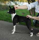 Basenji femela,  2 ani
