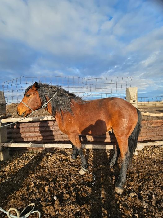 Племенной кушумский жеребец