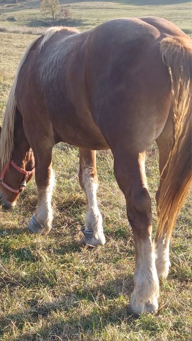 Armăsar de vânzare