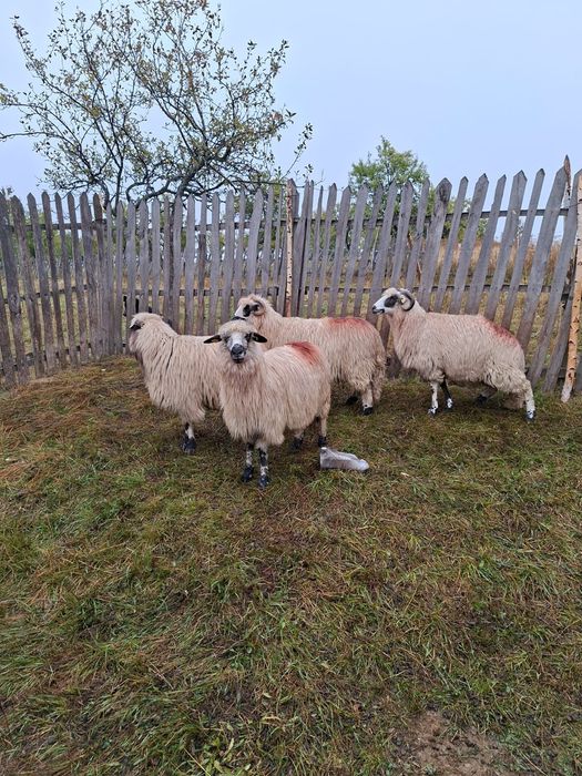 Vand 4 oi țurcane și un berbec