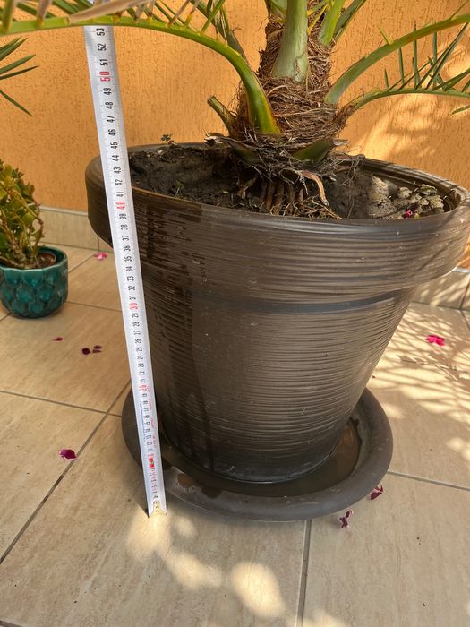 Vănd Palmieri 160 cm - ideal pentru terasă - grădina.