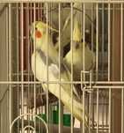Cautam casuta noua
