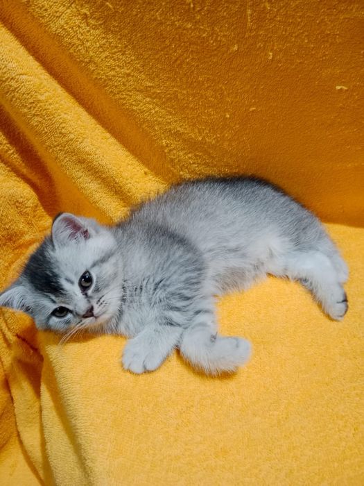 Котик БриТансКий