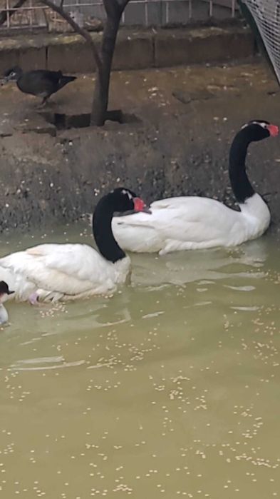 Lebede cu gat negru
