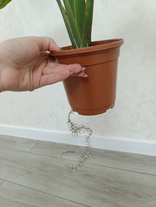 Шикарная Стрелиция