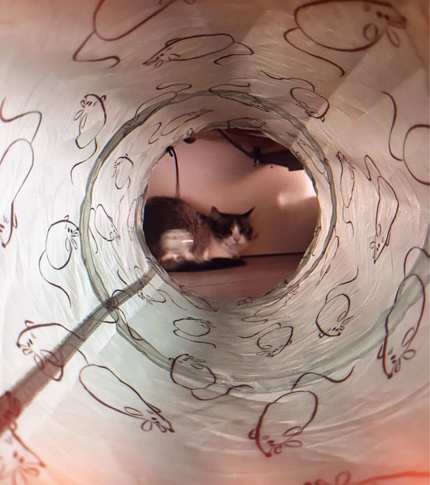 Petsitting | Îngrijitor animale - Plimbare, vizite, grãdiniță, cazare