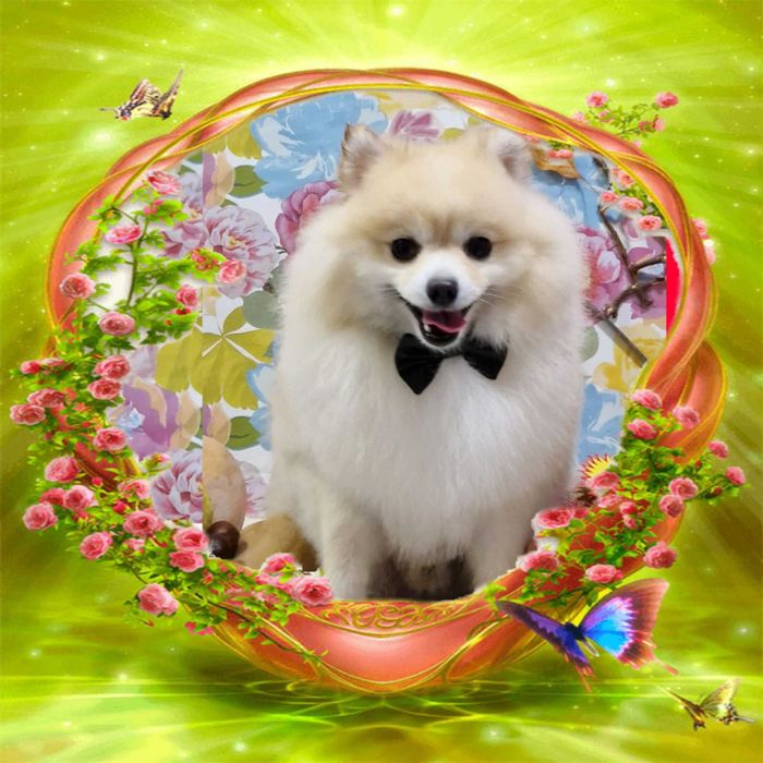 Професионално подстригване и грижа за вашия любимец в гр. Варна