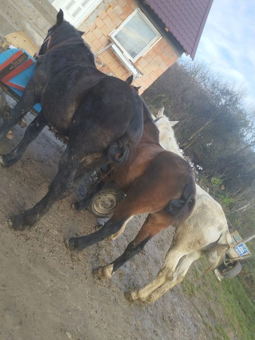 Vand o iapa un cal  si un manz