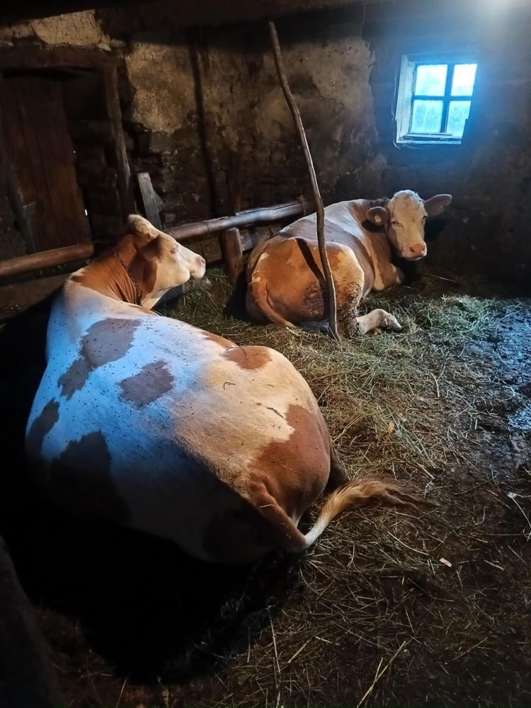 vand juninca 8500 lei oricare la alegere