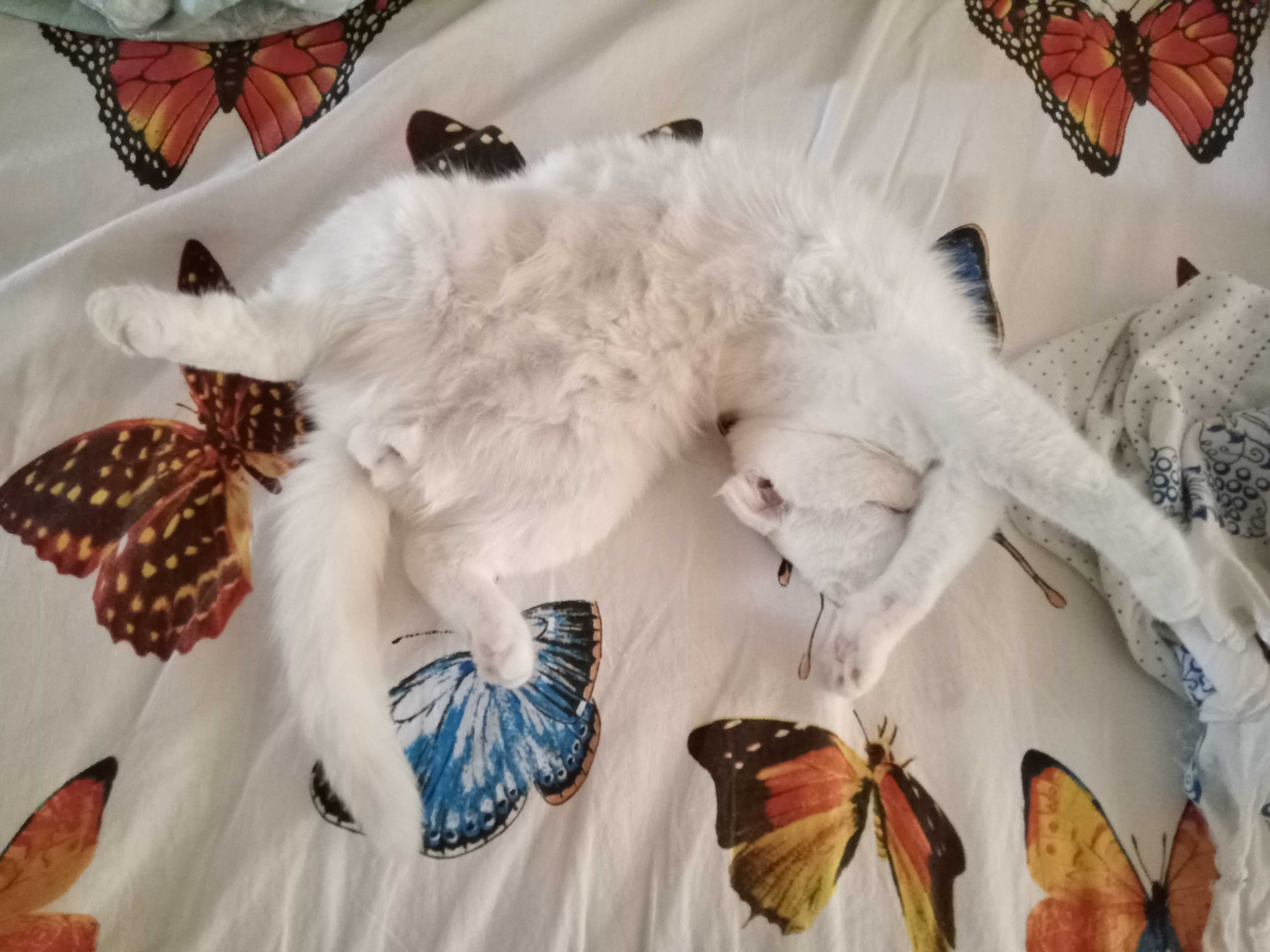 Вязка белый вислоухий кот