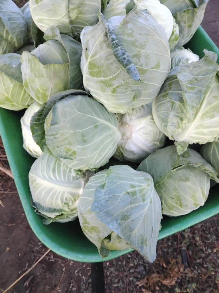 Varza alba de vanzare