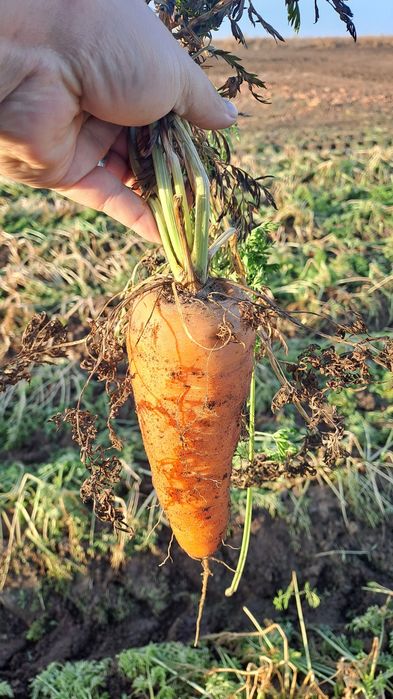 Продам марковь оптом от 20т