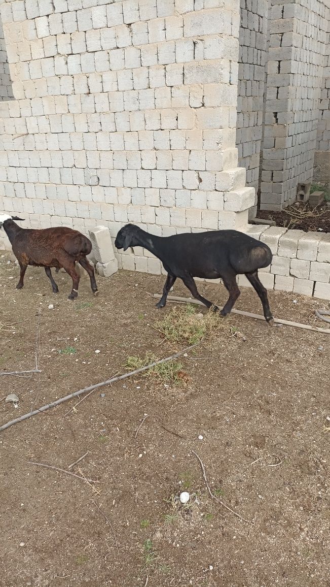 Qoylar sotiladi bugos