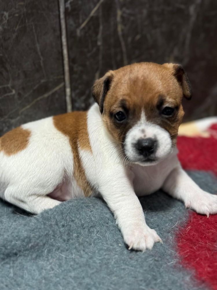 Jack Russell Terrier