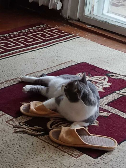 Отдам даром своего кота