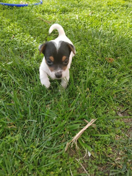 Продавам Джак Ръсел териер