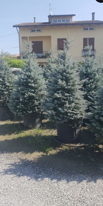 Vand brazi arginti si verzi