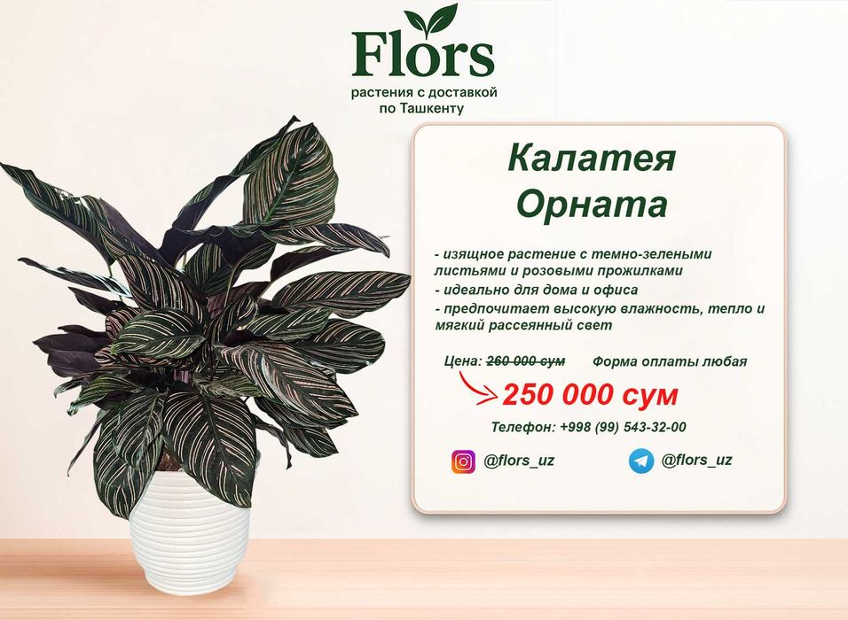 Цветы для дома и офиса - растение - Калатея Орната