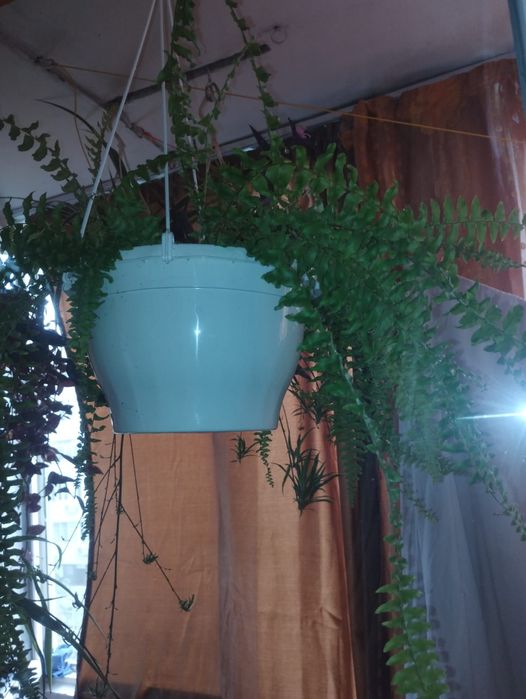 Plante de apartament curgatoare