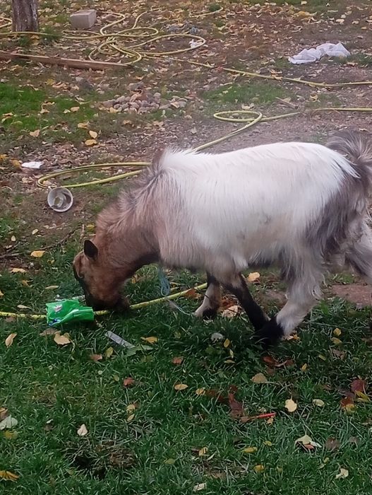 Vând o capră și un țap