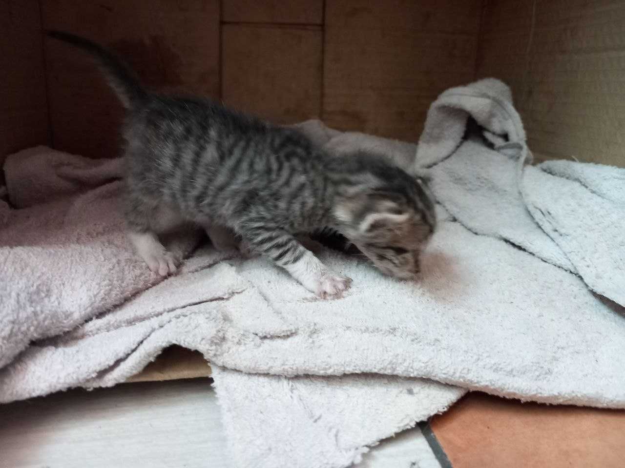 Подаряват се котенца - Kittens to give away - Kätzchen zu verschenken