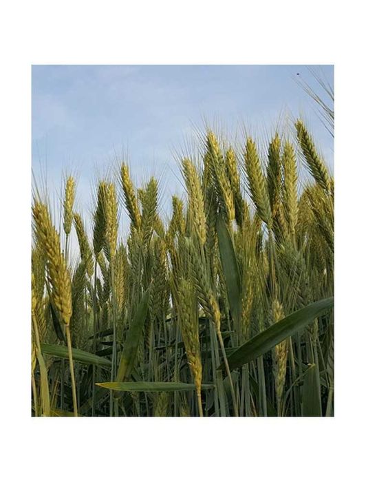Seminte Triticale de Toamna Riparo, 30 kg, Fertillia