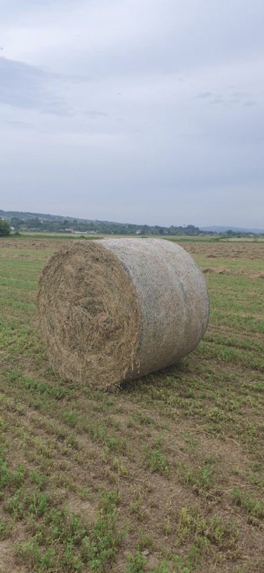 Baloti rotunzi(min.40)Fan semănat.Baloti lucerna.drept.min 400 >RO/TIR