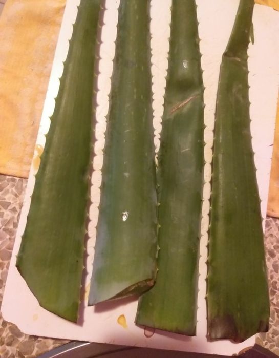 Aloe Vera Barba Denssis