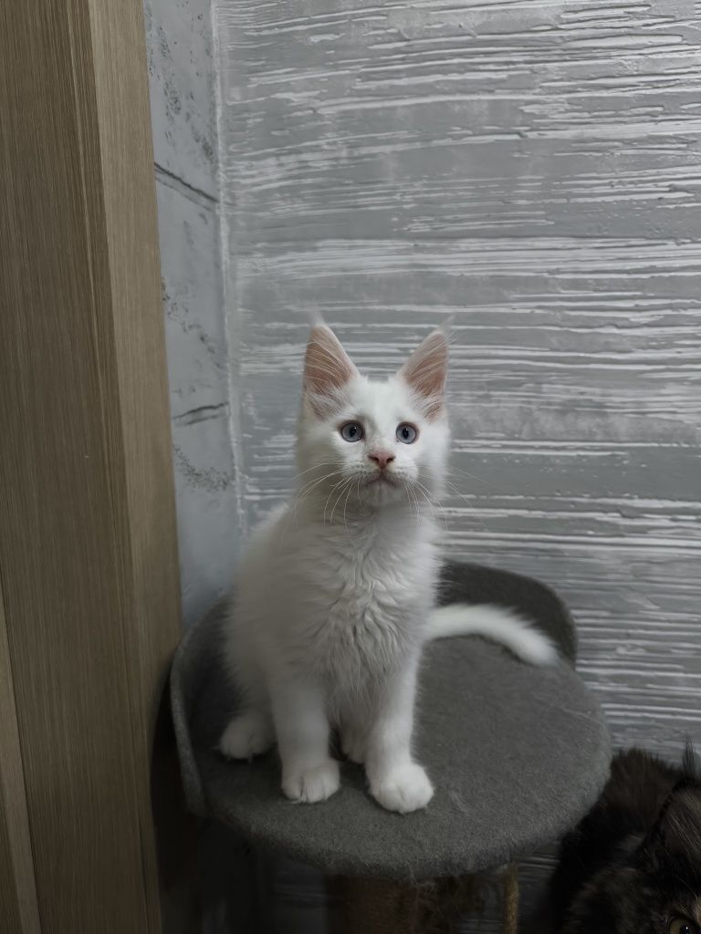 Продам котенка мейкун