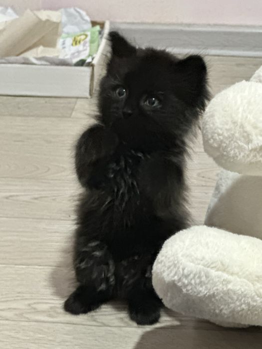 СРОЧНО Отдам милого котенка в хорошие руки