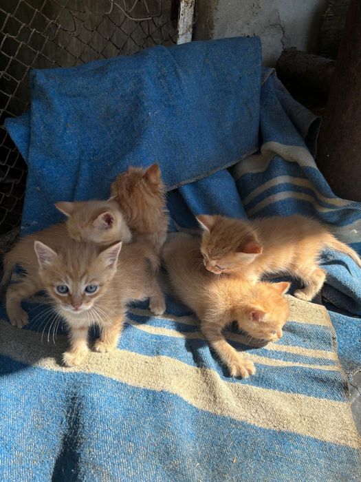 Котят отдам красивых